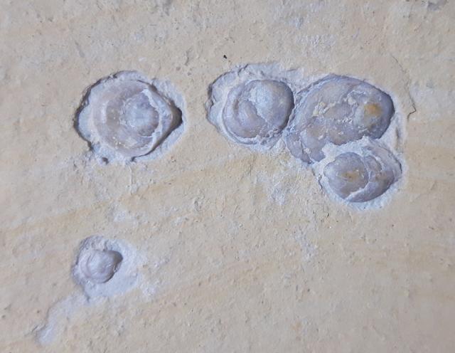 Terebratula sp. MUELLER 1776 - Bild &copy; FossNet FossilienStore